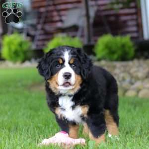 Sadie, Bernese Mountain Dog Puppy